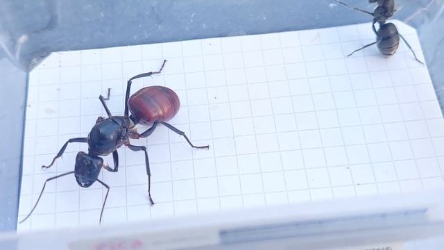 Camponotus singularis (Thailand) vs Dinomyrmex gigas (Singapore) 19.01.2024 смотреть онлайн