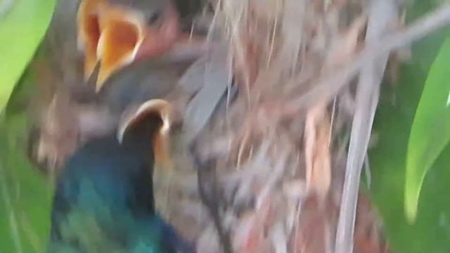 זכר צופית בוהקת מאכיל גוזלים ג смотреть онлайн