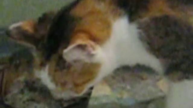 Кошка Кузя и вкусная каша 64 -:) смотреть онлайн