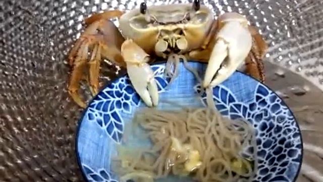 my pet crab eating noodle смотреть онлайн