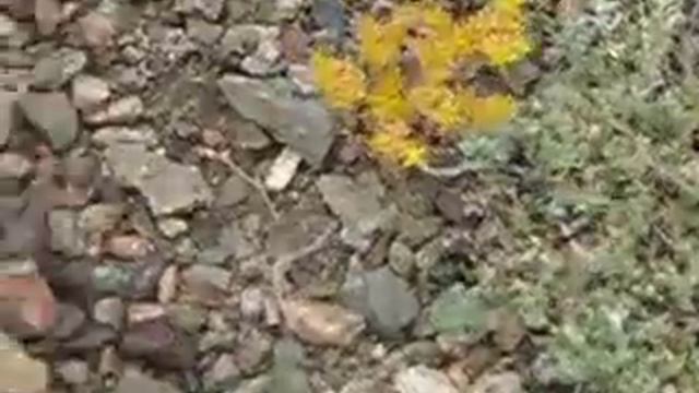 Parnassius smintheus female lays an egg on a ROCK! смотреть онлайн