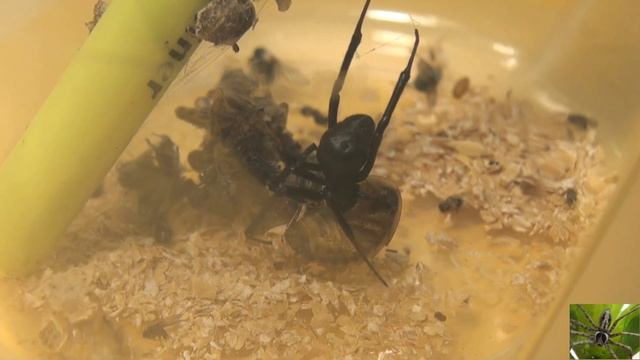 Old Pet Black Widow Spider Latrodectus Hesperus смотреть онлайн