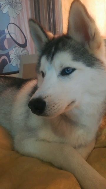 у меня есть собака 🐶 🥰🥰🥰 смотреть онлайн