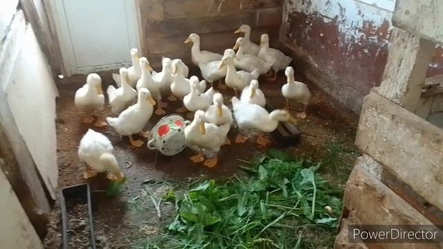 Закончилось лето,а я купалась один раз 19 января) смотреть онлайн