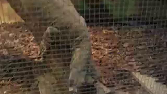 Varanus varius bringing the pair together 1 смотреть онлайн