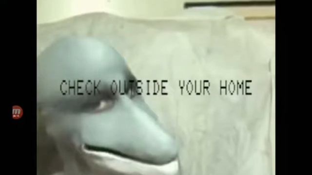 Dolphin muzzle ￼ смотреть онлайн