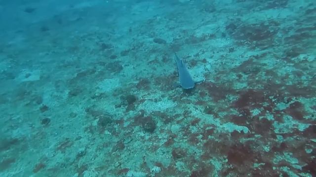 Best Diving in Bali - Nusa Dua Dive Centre | Blue Lagoon. смотреть онлайн