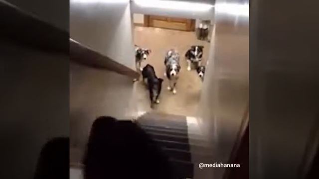 Собаки знают свои имена 👍👍 смотреть онлайн