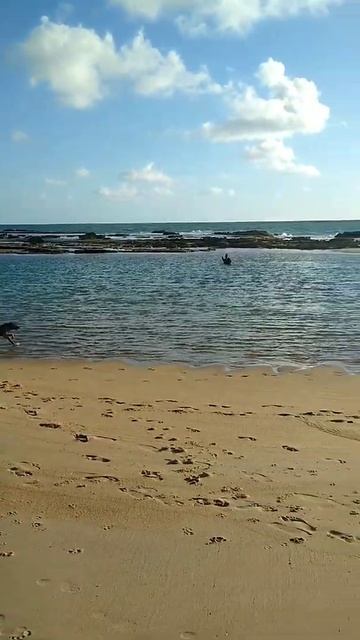 O CACHORRO TOMANDO BANHO NA PRAIA.#shorts смотреть онлайн