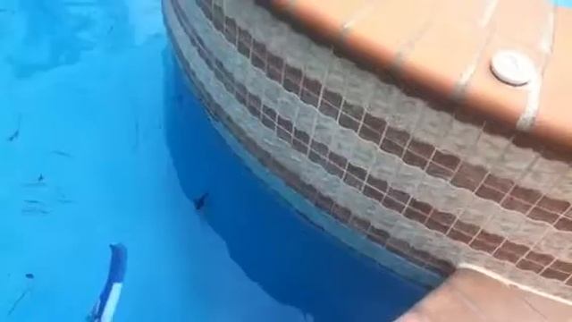 Basilisk in my pool смотреть онлайн