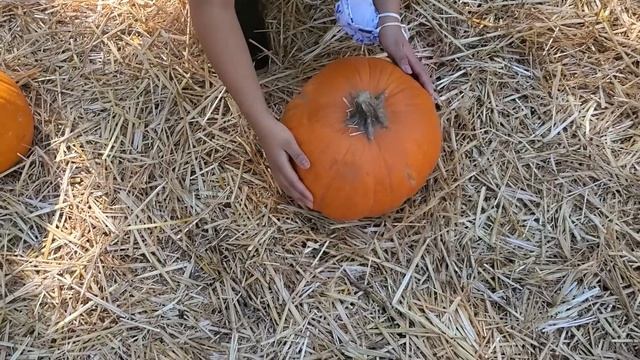 take a day trip to apple hill with us! смотреть онлайн