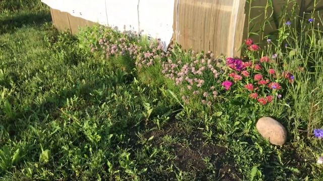 Летние настроение 🌺☀️Аисты рядом 🥰#вышивкаврадость смотреть онлайн