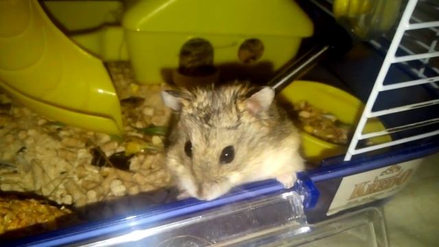 Хомячок Туся.Новые приключения. смотреть онлайн