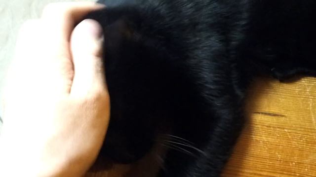 Кот— обезьян смотреть онлайн