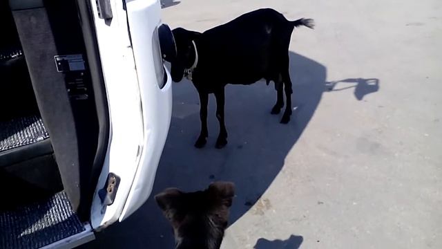 Козы в Дивеево смотреть онлайн