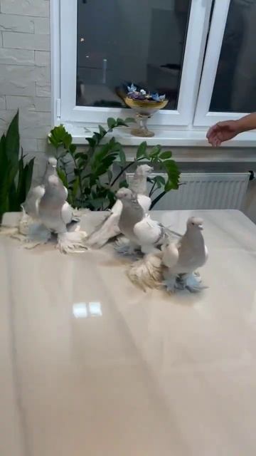#pigeon #голуби #кептер #pigeons #каптар #kaftar смотреть онлайн