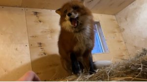 Алиса-лиса. Играем с новым лисом Игнис.