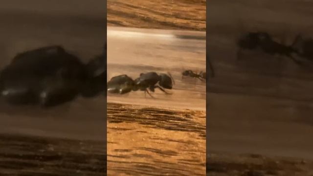 ants drinking jolly rancher (camponotus pennsylvanicus) смотреть онлайн