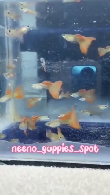 Red lays Guppy Low Price in Erode смотреть онлайн