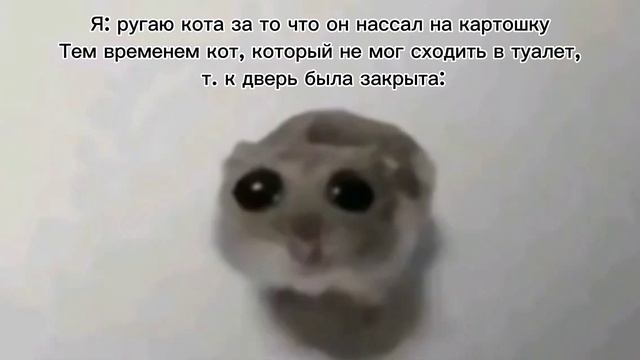 Мини-Подборка мемов: Грустный хомяк с большим глазами смотреть онлайн