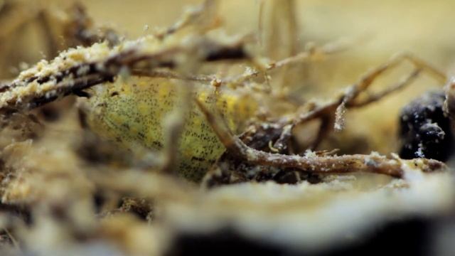 Stojaté vody a ramená смотреть онлайн