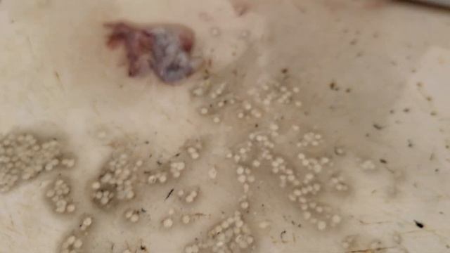 Икра Кальмара смотреть онлайн