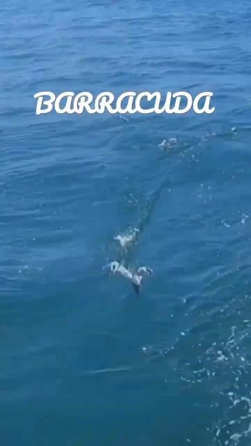 Burn it to the Wick...Barracuda! #shorts #fishing смотреть онлайн