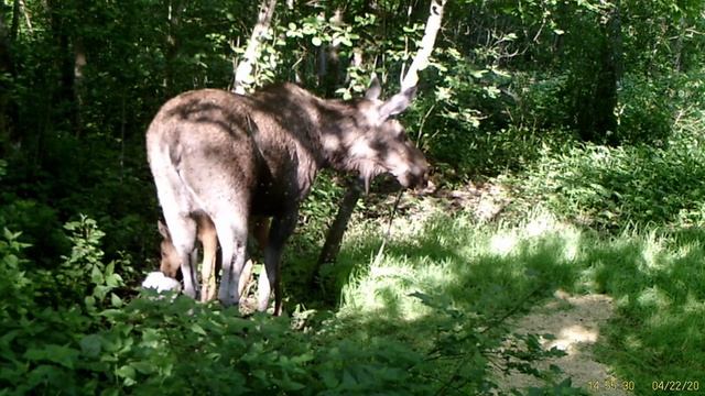 Лось на солонце | Elk on salt lick смотреть онлайн