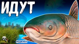 РУССКАЯ РЫБАЛКА 4. ОНИ ИДУТ ПРОСТО НУЖНО ЖДАТЬ И БУДЕТ СЮРПРИЗ #рр4