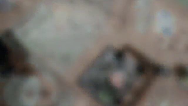 Еда свиней смотреть онлайн