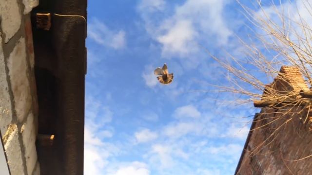 Голубь крутит сальто смотреть онлайн