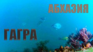 Снорклинг Абхазия. Гагра затопленный пирс.