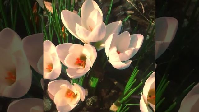 #частный_ботанический_сад #сад... смотреть онлайн