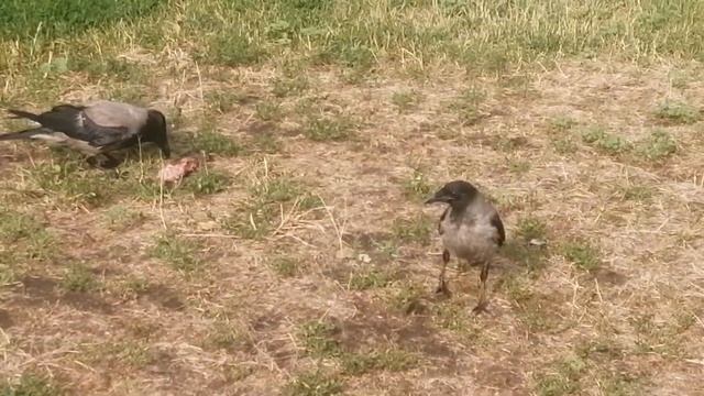 Ворона отец нежно отбирает мясо у вороненка \ Crows dad gently takes meat from his baby смотреть онлайн