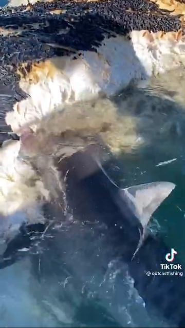 Tiger sharks inhaling whale meat like hyenas. #sharktok #fyp #fish #ocean #shark #fishing смотреть онлайн