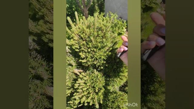 Стрижка сосны горной. Как сдержать рост хвойников.