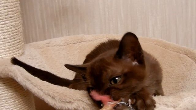 Бурманские котята ( бурма) смотреть онлайн