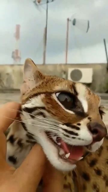 Приколы - Смешные животные видео 2024 #котами #смешныевидео #duet #котами #смешныевидео #funny смотреть онлайн