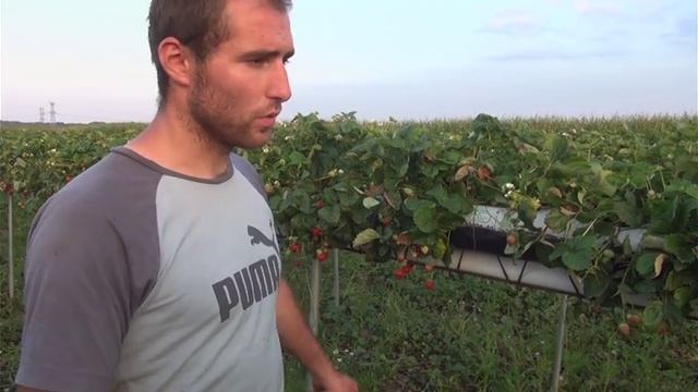 Impact de la Drosophila suzukii en Alsace, Stotzheim смотреть онлайн