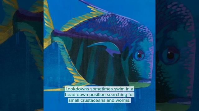 Dora Knuteson Art- Fish of Rookery Bay Feature смотреть онлайн