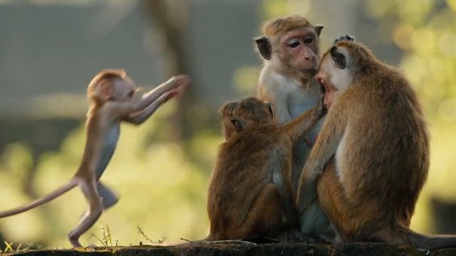 Monkey Kingdom смотреть онлайн