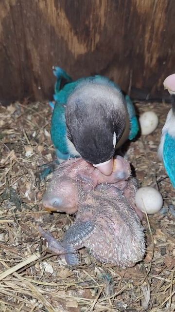 Cobalt Lovebird Nurturing Their Offsprings смотреть онлайн