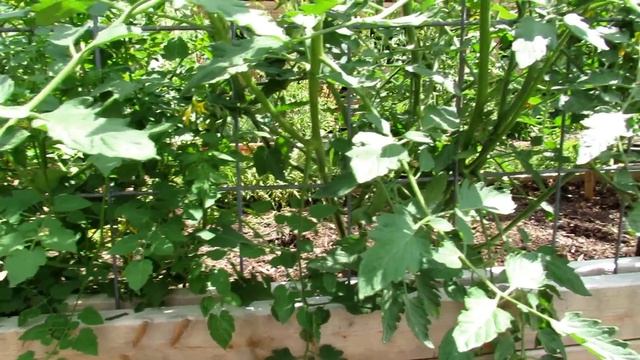 For New Gardeners - How & Why to Use Hydrogen Peroxide on Tomato Plants: Recipes & Spraying Routine смотреть онлайн