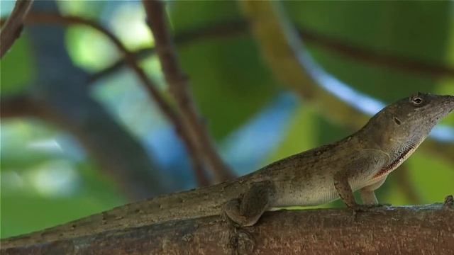 Meet the Lizard with Perfect Abilities!! - BROWN ANOLE смотреть онлайн