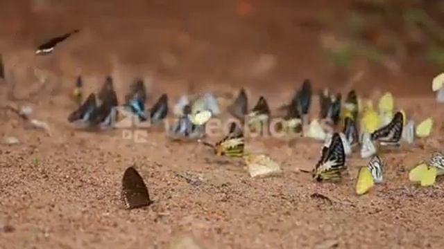 GROUP OF BUTTERFLY ON THE GROUND COMMON JAY GRAPHIUM ANTIPHATES ITAMPUTI BUTLER SMALL GRASS YELLOW смотреть онлайн