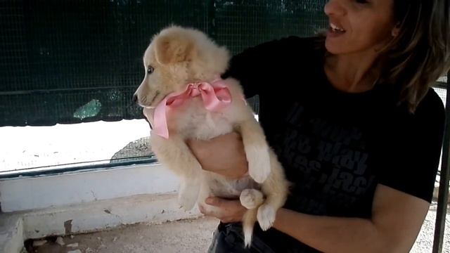 KELLY cucciolotta смотреть онлайн