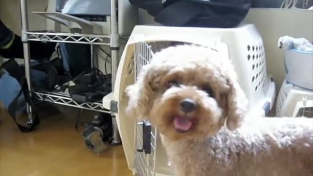 French Bulldog Momo is a challenge to house. Wear a "Elizabeth Color". смотреть онлайн