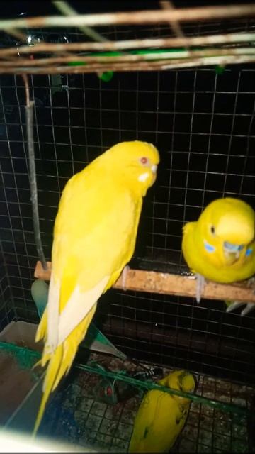 yellow colour love quotes🐦😊🐦😊#shorts#video#viral#viralshorts# love#birds#shortfeed#yellow# playing смотреть онлайн