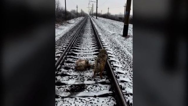 Собачья верность (1 видео) смотреть онлайн