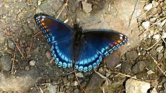 Red spotted Purple, Part 2 - June 7, 2014 смотреть онлайн